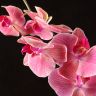 Орхидея Фаленопсис Фелиция D9 фото 4 &mdash; Luxury Plants