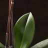 Орхидея Фаленопсис Фелиция D9 фото 5 &mdash; Luxury Plants