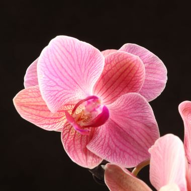 Орхидея Фаленопсис Фелиция D9 &mdash; Luxury Plants