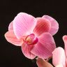 Орхидея Фаленопсис Фелиция D9 фото 1 &mdash; Luxury Plants