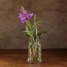 Орхидея Ванда мини в вазе фиолетовая фото 2 &mdash; Luxury Plants