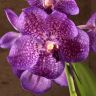 Орхидея Ванда мини в вазе фиолетовая фото 1 &mdash; Luxury Plants