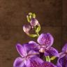 Орхидея Ванда мини в вазе фиолетовая фото 3 &mdash; Luxury Plants