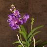 Орхидея Ванда мини в вазе фиолетовая фото 4 &mdash; Luxury Plants