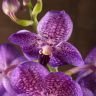 Орхидея Ванда мини в вазе фиолетовая фото 5 &mdash; Luxury Plants