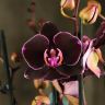 Композиция Aphrodite с орхидеей фаленопсис блэк принц фото 3 &mdash; Luxury Plants