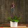 Композиция Aphrodite с орхидеей фаленопсис блэк принц фото 1 &mdash; Luxury Plants