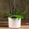 Композиция Aphrodite с орхидеей фаленопсис блэк принц фото 4 &mdash; Luxury Plants
