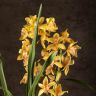 Орхидея Цимбидиум оранжево-бордовая D14 фото 3 &mdash; Luxury Plants