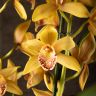 Орхидея Цимбидиум оранжево-бордовая D14 фото 4 &mdash; Luxury Plants
