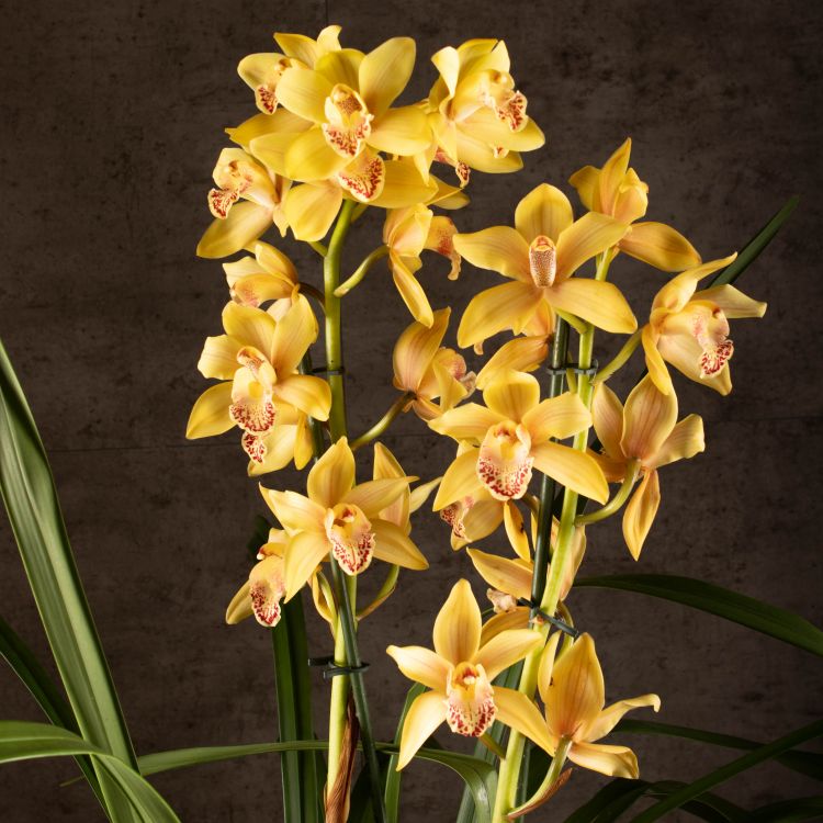 Орхидея Цимбидиум оранжево-бордовая D14 фото 1 &mdash; Luxury Plants