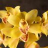 Орхидея Цимбидиум оранжево-бордовая D14 фото 5 &mdash; Luxury Plants