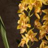 Орхидея Цимбидиум оранжево-бордовая D14 фото 6 &mdash; Luxury Plants