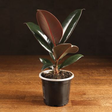 Фикус Эластика Абиджан 15/8 &mdash; Luxury Plants