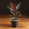 Фикус Эластика Абиджан 15/8 фото 1 &mdash; Luxury Plants