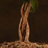 Фикус Майя 30/12 фото 3 &mdash; Luxury Plants