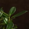 Фикус Майя 30/12 фото 4 &mdash; Luxury Plants