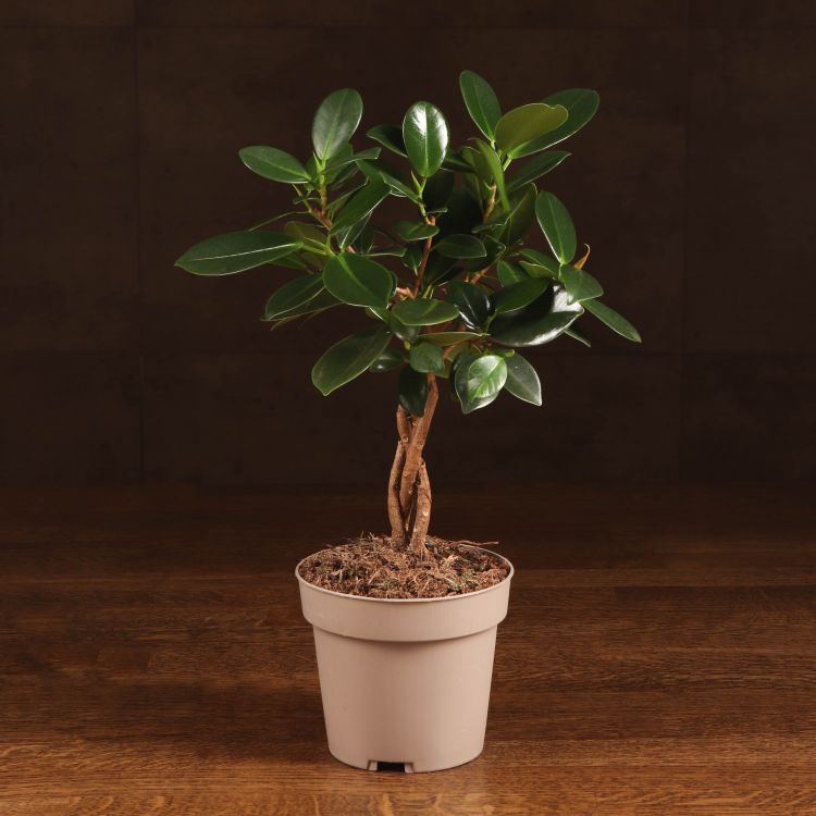 Фикус Майя 30/12 фото 1 &mdash; Luxury Plants
