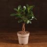 Фикус Майя 30/12 фото 1 &mdash; Luxury Plants