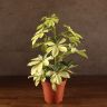 Шеффлера Мелани 50/13 фото 1 &mdash; Luxury Plants