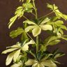Шеффлера Мелани 50/13 фото 3 &mdash; Luxury Plants