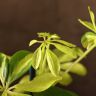 Шеффлера Мелани 50/13 фото 5 &mdash; Luxury Plants