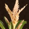 Вриезия Стрим розовая д12 уценка фото 2 &mdash; Luxury Plants