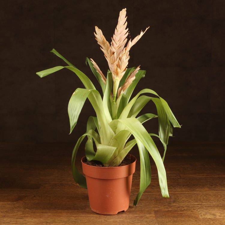Вриезия Стрим розовая д12 уценка фото 1 &mdash; Luxury Plants