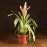 Вриезия Стрим розовая д12 уценка фото 1 &mdash; Luxury Plants