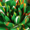 Эхеверия Миранда 15/12 окрашенная фото 2 &mdash; Luxury Plants