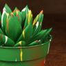 Эхеверия Миранда 15/12 окрашенная фото 3 &mdash; Luxury Plants