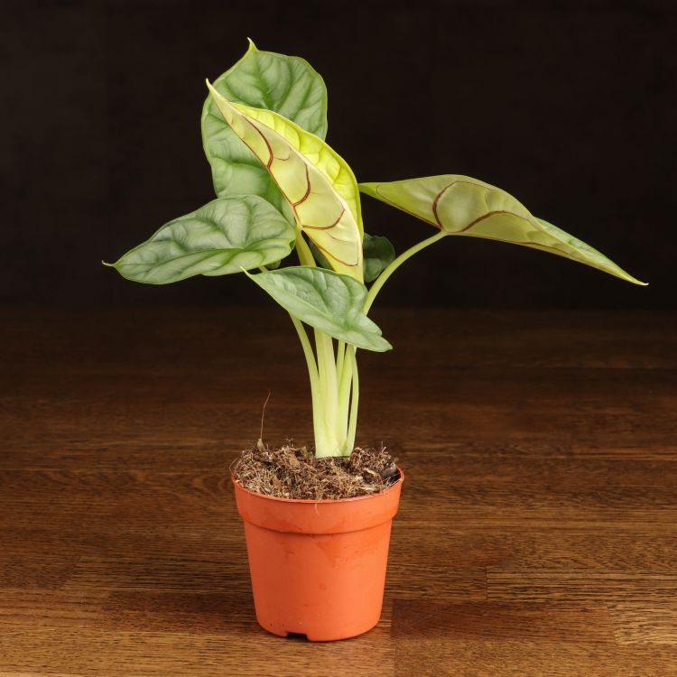 Алоказия Драгон Голд 10/7 фото 1 &mdash; Luxury Plants