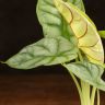 Алоказия Драгон Голд 10/7 фото 4 &mdash; Luxury Plants