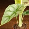Алоказия Драгон Голд 10/7 фото 3 &mdash; Luxury Plants