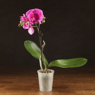 Орхидея Фаленопсис Биг Лип Джуди D9 &mdash; Luxury Plants