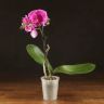 Орхидея Фаленопсис Биг Лип Джуди D9 фото 1 &mdash; Luxury Plants