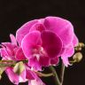 Орхидея Фаленопсис Биг Лип Джуди D9 фото 2 &mdash; Luxury Plants