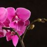 Орхидея Фаленопсис Биг Лип Джуди D9 фото 3 &mdash; Luxury Plants