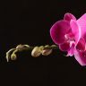 Орхидея Фаленопсис Биг Лип Джуди D9 фото 4 &mdash; Luxury Plants