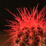 Эхинокактус Грузони D5 красный фото 2 &mdash; Luxury Plants