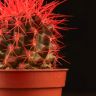 Эхинокактус Грузони D5 красный фото 3 &mdash; Luxury Plants