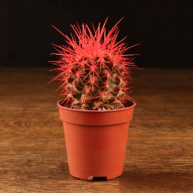 Эхинокактус Грузони D5 красный &mdash; Luxury Plants