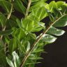 Замиокулькас 120/30 фото 3 &mdash; Luxury Plants