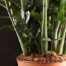 Замиокулькас 120/30 фото 4 &mdash; Luxury Plants