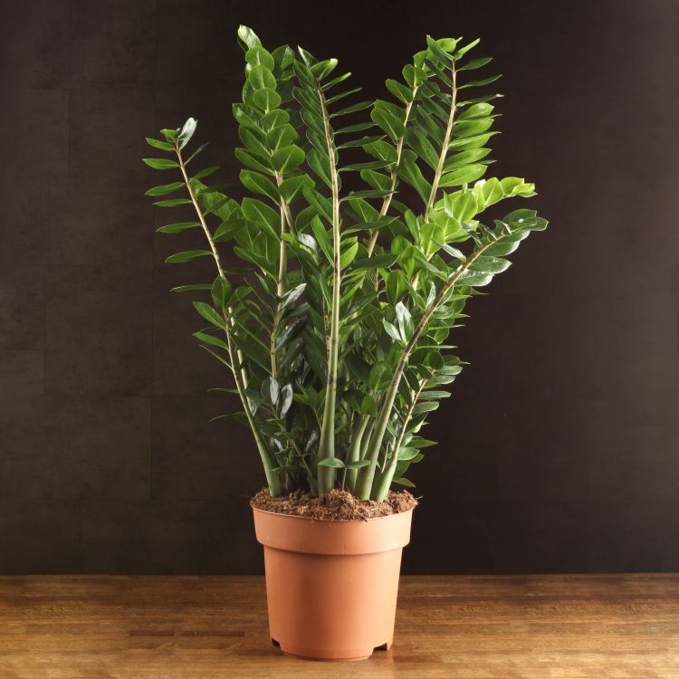 Замиокулькас 120/30 фото 1 &mdash; Luxury Plants