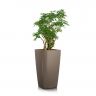 Шеффлера в кашпо Lechuza Cubico Color 30 фото 6 &mdash; Luxury Plants