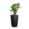 Шеффлера в кашпо Lechuza Cubico Color 30 фото 7 &mdash; Luxury Plants