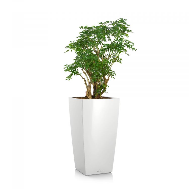 Шеффлера в кашпо Lechuza Cubico Color 30 фото 1 &mdash; Luxury Plants