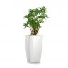 Шеффлера в кашпо Lechuza Cubico Color 30 фото 1 &mdash; Luxury Plants