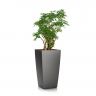 Шеффлера в кашпо Lechuza Cubico Color 30 фото 2 &mdash; Luxury Plants